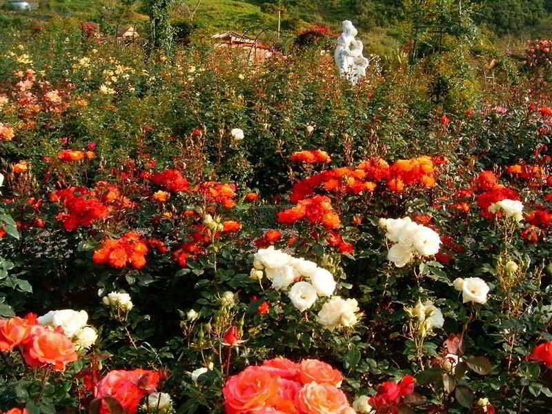 Pestana Quinta Do Arco Nature & Rose Garden Hotel Arco de Sao Jorge Exterior photo